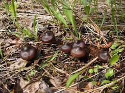 Cortinarius_vernus_MVK_20240508_02.JPG