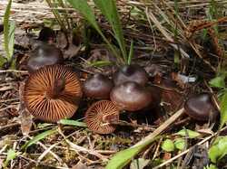 Cortinarius_vernus_MVK_20240508_07.JPG