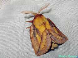 Euthrix_potatoria_NND_20230707-2.thumb.JPG.bf6fa22206c07c769bd4628c01d31085.JPG