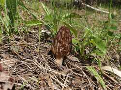 Morchella_elata_MVK_20240508_01.JPG