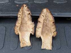 Morchella_elata_MVK_20240508_03.JPG