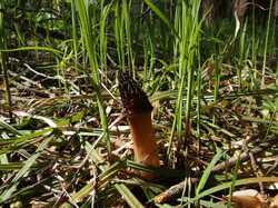 Morchella_elata_MVK_20240508_04.JPG