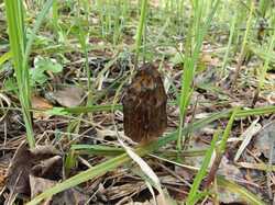 Morchella_elata_MVK_20240508_05.JPG