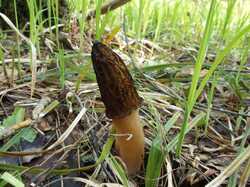 Morchella_elata_MVK_20240508_06.JPG