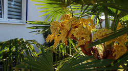 Trachycarpus_fortunei_AWP_2024_0509.thumb.JPG.a3bc384e82aaf595517741662029f9b6.JPG