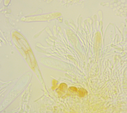 158020724_2024-06-1519_06_52-AmScope.thumb.png.6d95475b4c0cf82886009196dd244d54.png