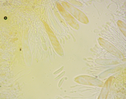 2024-06-15_19_06_39-AmScope.thumb.png.0f3055e6ebe8b62ac99c0dff5c3f2ff4.png
