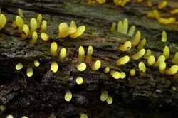 Calocera_glossoides_PSA_20180721-1.jpg