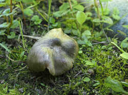 Entoloma_clypeatum_1_SAE_20240518.thumb.jpg.c3fb2d4d2dee8629522d94bf2ef4e134.jpg