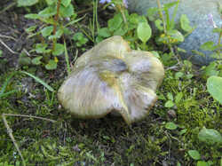 Entoloma_clypeatum_2_SAE_20240520.thumb.jpg.2266e1fdf9622044f05ee985f10830e3.jpg