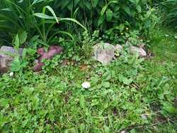IMG_20240617_141709.thumb.jpg.8d78c06ef6cfd030e478c9435cb7851b.jpg