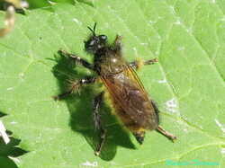 Laphria_flava_NND_20240529.thumb.JPG.7f9cabf3074f184b47afb14651ec9745.JPG