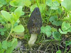 Morchella_conica_SAE_20240518.thumb.jpg.32c2998626c520670bdb1a49d1771479.jpg