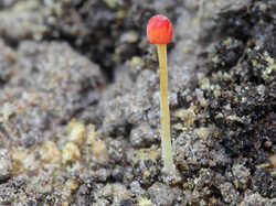 Mycena_acicula_SAE_20240525.thumb.jpg.a9b6ee962c4e195db5a89ffa235f80a8.jpg