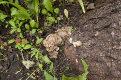 PANA9065.thumb.jpg.d72359baa7db10e06ec3fa153982435a.jpg