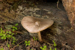 PANA9072.thumb.jpg.b46caefc7c836dcf4056038e84e6202e.jpg
