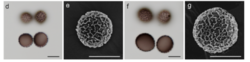 2024-07-09 17_54_18-[PDF] Meriderma species (Myxomycetes) from the Polish Carpathians_ a taxonomic r.png