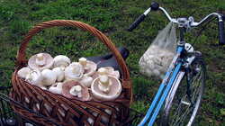 Agaricus_arvensis_6_AWP_20191007.thumb.JPG.3c98a16a1e94b0fbbb50c7e6774368a0.JPG