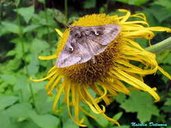 Autographa_gamma_NND_20200717-1.thumb.JPG.6212474e350ba0b6fb3bbd58eb4b23c3.JPG