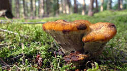 DSC09248.thumb.JPG.ad96333fd0a8ba0d879868acecc1d102.JPG