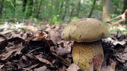 DSC09258.thumb.JPG.e4027509261fc81013f599509f10ebcc.JPG