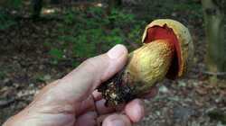 DSC09267.thumb.JPG.bef7e9371e3c9a8508bcd7e97d28d2ca.JPG