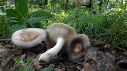 DSC09272.thumb.JPG.eafea831e25e145caa5dbd5b796a5424.JPG
