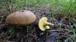 DSC09284.thumb.JPG.8edc7c3651444da72e8ad21e32943dec.JPG