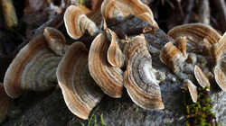 DSC09354.thumb.JPG.751292ff48e94df3c8c9bb7183c7d969.JPG