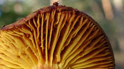 DSC09371.thumb.JPG.d04852ee21a37fd6f0154533ad01dd57.JPG