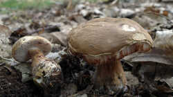 DSC09425.thumb.JPG.00b6b4ac8e24a18712e0ad97697f6e2e.JPG