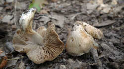 DSC09457.thumb.JPG.f946d9ea1732e9d61f859befb57a444c.JPG