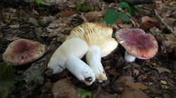 DSC09472.thumb.JPG.2c90e7d59455419d6a4164c68e80414f.JPG