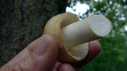 DSC09485.thumb.JPG.7184d0d62673ed34f44e18a5bbabb20c.JPG