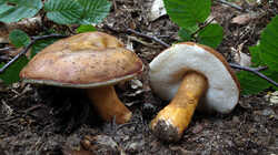 DSC09506.thumb.JPG.71405bd908fd9b07e655656310afcf5f.JPG