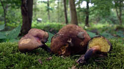 DSC09533.thumb.JPG.9919661ca8ae07048e7afb0cf574aa61.JPG
