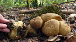 DSC09539.thumb.JPG.8d1eaece1e1699c89f908d290f86b8de.JPG
