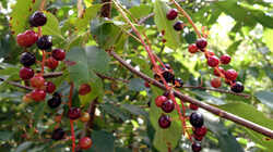 DSC09548.thumb.JPG.deb47ec38df5241d0708ef2df1ea9df9.JPG