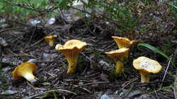 DSC09558.thumb.JPG.c0eded0b425584922c58bb45b712f95e.JPG