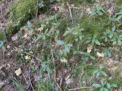 IMG_8041.jpeg