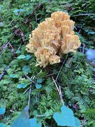 IMG_8052.jpeg