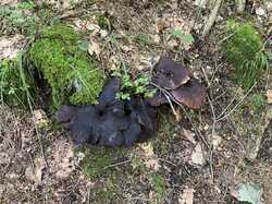 IMG_8069.jpeg