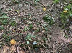 IMG_8075.jpeg
