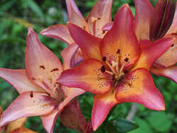 Lilium_Royal_Present_6_SAE_20240716.thumb.jpg.f050fec4c2fdc210b72f3474a90f365c.jpg