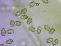 Peziza_sp_spores500_4_SAE_20240702.thumb.jpg.7141213dc694ee10b365c80caf0c571c.jpg