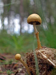 Protostropharia_alcis_AWP_20240717.thumb.JPG.3f501b46f22cee435959c2807f1225b2.JPG