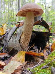 1130325211_1.thumb.jpg.16761155a850d1c438410e607d6fc791.jpg