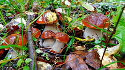 1141945967_1..thumb.jpg.c245cf933ffd6ece66403b9102bac30b.jpg