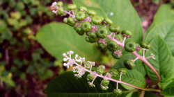 122491531_Phytolacca_americana____.thumb.JPG.252bb5b01386e3648805309ed4d384ff.JPG