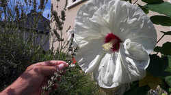 1463842515_Hibiscus_moscheutos__.thumb.JPG.ffb06d9089a1d38e6434549b33eecc9c.JPG